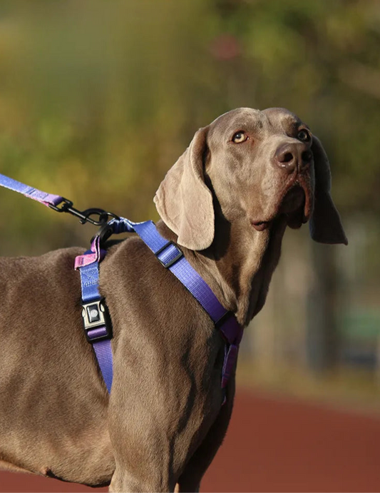 Set de tracción para perros A partir de 12 unidades