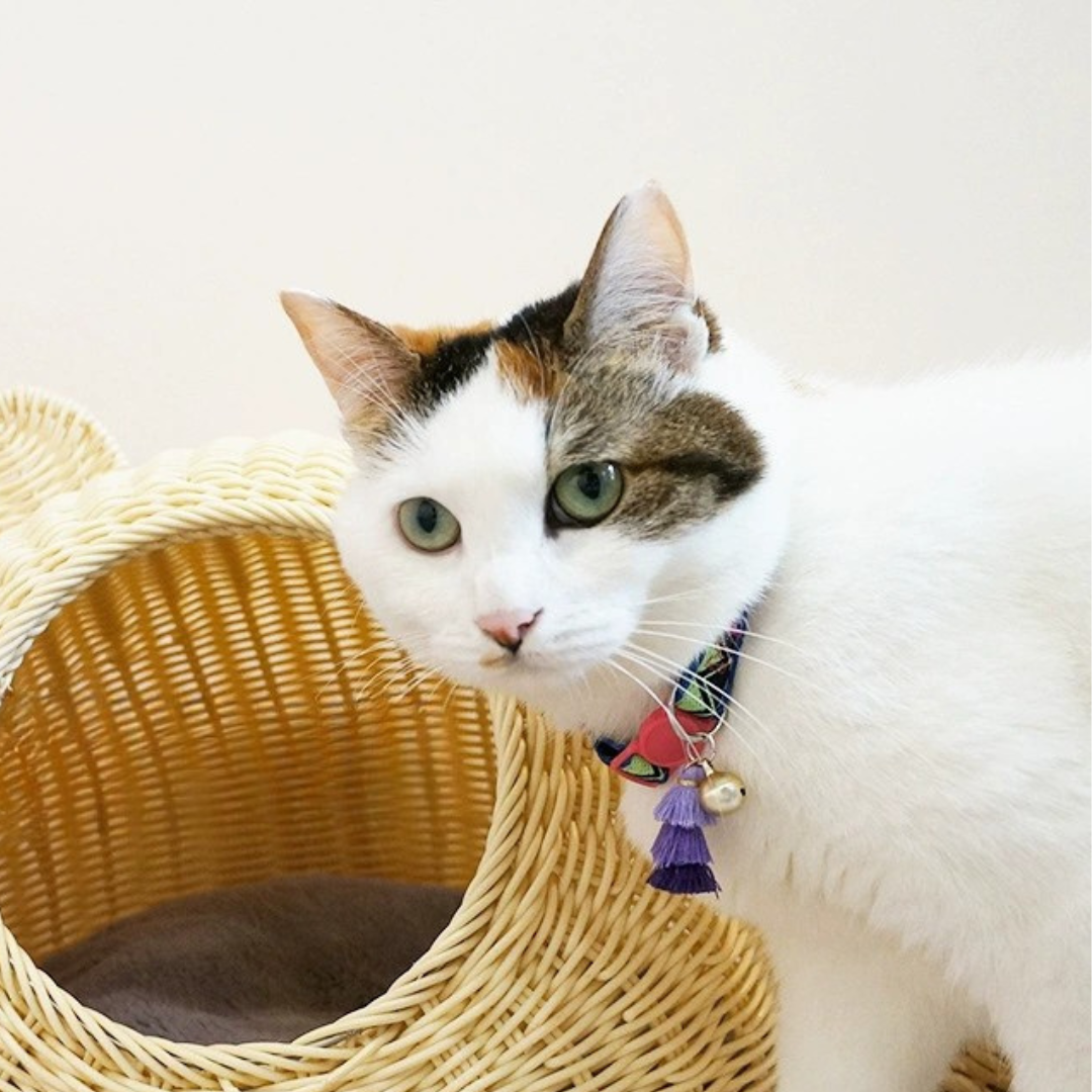 Gato
